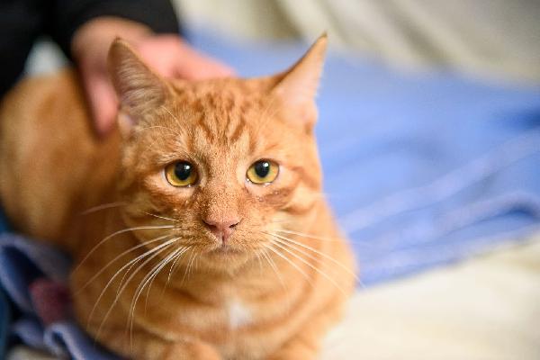 Vincent Van Miao 7 Mesi